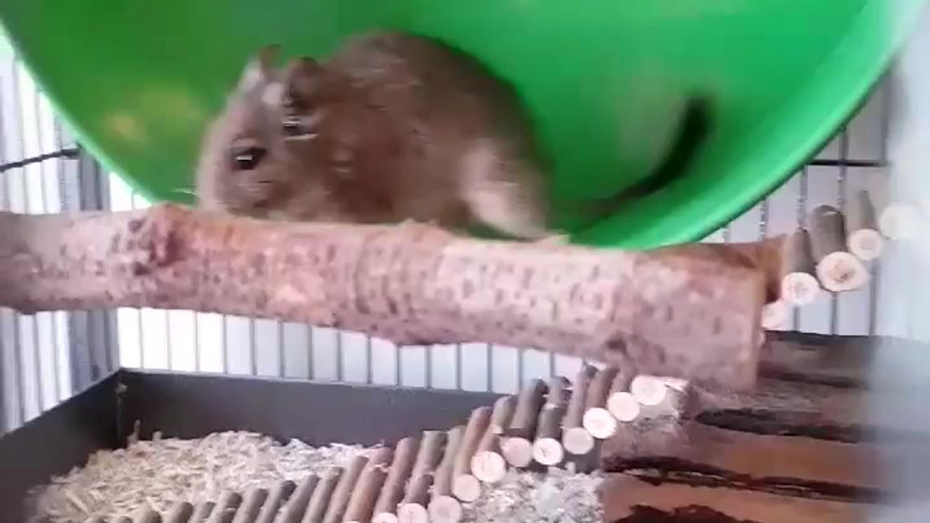 Degu Running on 14" Metal wheel
